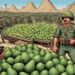 Mexican troops guard avocados