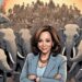 Kamala Urges Elephant Style Earthquake Huddles